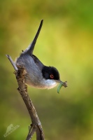 Penice belohrdla - Sylvia melanocephala - Sardinian Warbler 7821